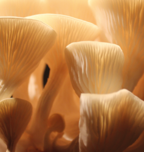 Mushrooms. Copyright: Mycolever GmbH