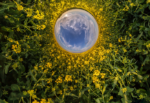 Symbolbild "bioeconomy" (blue sphere little planet inside yellow flowers rapeseed round frame background). Copyright: hiv360 - stock.adobe.com